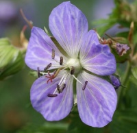 Geranium pratense 'Mrs Kendall Clark'