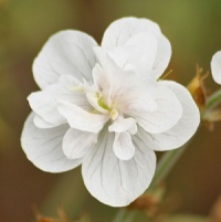 Geranium pratense 'Plenum Album'