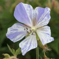 6 Geraniums for a Border