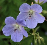 Geranium pratense 'Wisley Blue'