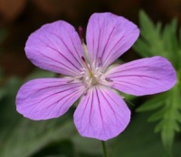 Geranium 'Purple Rain'