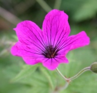 Geranium 'Red Admiral'