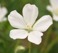 Geranium sanguineum 'Album'
