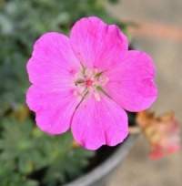 Geranium sanguineum Alan Bloom 'Bloger'