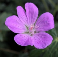 Geranium sanguineum 'Catforth Carnival'