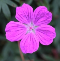 Geranium sanguineum 'Cedric Morris'