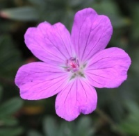 Geranium sanguineum 'Compactum'