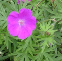 Geranium sanguineum 'Elsbeth'
