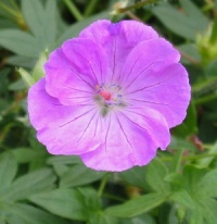 Geranium sanguineum 'Inverness'