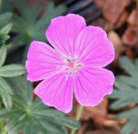 Geranium sanguineum 'John Innes'