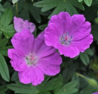 Geranium sanguineum 'Max Frei'