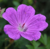 Geranium sanguineum 'Senior'