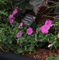 Geranium sanguineum 'Shepherd's Delight'