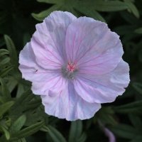 Geranium sanguineum var. striatum 'Splendens'