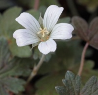Geranium 'Sanne'