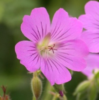 Geranium 'Sirak'