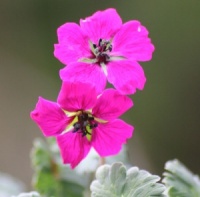 Geranium subcaulescens