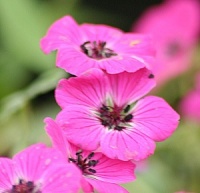 Geranium subcaulescens 'Splendens'