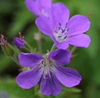 Geranium sylvaticum 'Birch Lilac'