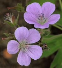 Geranium sylvaticum 'Coquetdale Lilac'