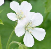 Geranium sylvaticum 'Immacul�e'