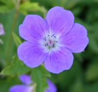 Geranium sylvaticum 'Mayflower'