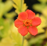 Geum coccineum 'Eos'