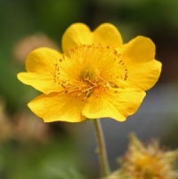 Geum x intermedium 'Diane'