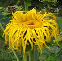 Inula magnifica 'Sonnenstrahl'