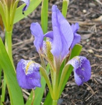 Iris lazica