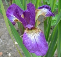 Iris sibirica 'Melton Red Flare'