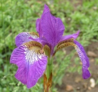 Iris sibirica 'Sparkling Ros�'