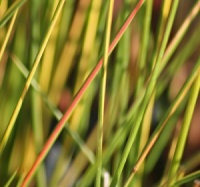 Juncus effusus 'Gold Strike'