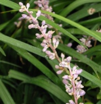 Liriope koreana