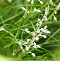Liriope muscari 'Christmas Tree'