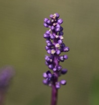 Liriope muscari 'Moneymaker'