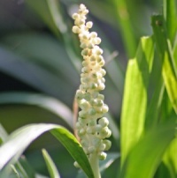Liriope muscari 'Monroe White'