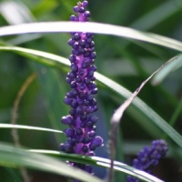 Liriope muscari 'Royal Purple'