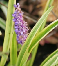 Liriope muscari 'Variegata'