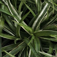 Luzula sylvatica 'Surprise'