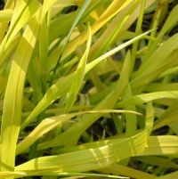 6 Grasses for Shade