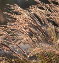 5 Different Miscanthus