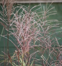 Miscanthus sinensis 'Bl�tenwunder'