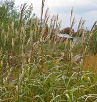 Miscanthus sinensis 'Goliath'