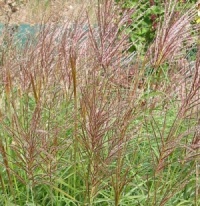 Miscanthus sinensis 'Krater'