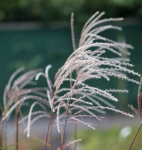 Miscanthus sinensis 'Kupferzwerg'