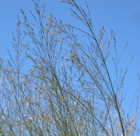Molinia caerulea ssp. arundinacea 'Bergfreund'