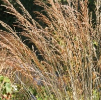 Molinia caerulea ssp. arundinacea 'Font�ne'