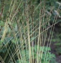 Molinia caerulea ssp. caerulea 'Claerwen'