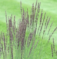 Molinia caerulea ssp. caerulea 'Poul Petersen'